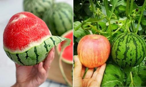 Lạ lùng loại dưa hấu nhỏ như quả táo, siêu ngọt nhưng cũng siêu đắt