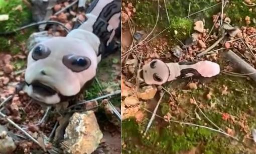 Bắt gặp loài vật lạ trông như rắn mà không phải rắn, dân mạng sợ muốn xỉu