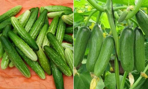 Ăn dưa chuột nhiều năm, bạn đã biết tên và cách phân biệt hết 10 loại?