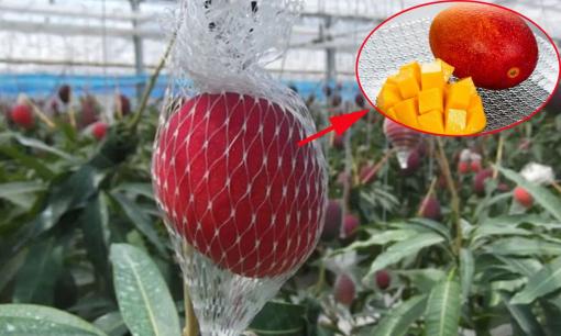 Xoài đang vào mùa 'rẻ như cho' nhưng loại xoài này lại có giá gần 100 triệu đồng/cặp