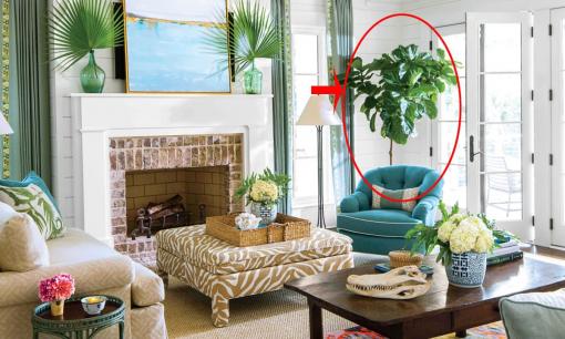 Hai vị trí đặt cây cảnh 'cát tường' giúp gia chủ ngày càng phát tài, phát lộc