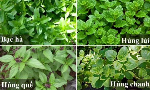 Ăn bao năm, bạn đã biết phân biệt bạc hà, húng chanh, húng lủi, húng quế? Tác dụng của các loại rau húng này là gì?