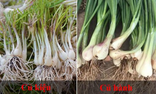 Củ hành và củ kiệu khác nhau thế nào? Tác dụng của chúng là gì?