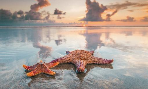 Sao biển có thể 'đi bộ' với tốc độ 1m/phút. Vậy nó dùng bộ phận nào để di chuyển?