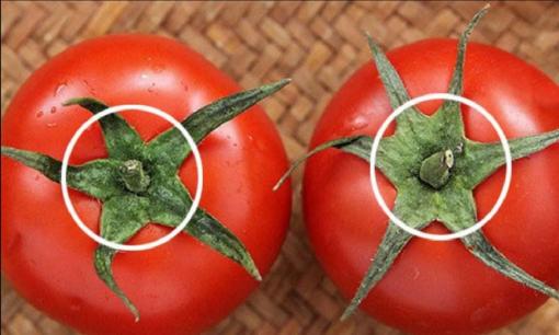 Ghi nhớ 3 điểm này, dễ dàng nhận biết cà chua chín bằng chất kích chín, tránh xa cà chua dính hormone, tốt cho sức khỏe