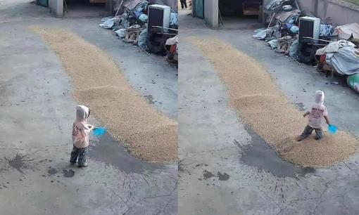 Check cam, bố mẹ hoảng hốt khi thấy con nhỏ mang nước ra sân dội lên lúa đang phơi vì sợ 'lúa nóng'
