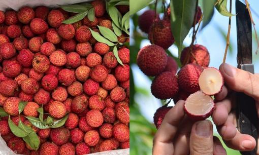 Vải thiều không hạt có gì đặc biệt mà đắt gấp 20 lần vải thường? Giá xuất khẩu gần 1 triệu/kg vẫn cháy hàng