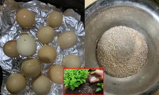 Vỏ trứng đừng vứt đi, xử lý theo cách này 'biến thành' phân bón giúp cây phát triển cực tốt