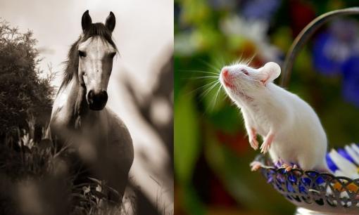 Tử vi 12 con giáp chủ nhật ngày 18/6/2023: Tuổi Ngọ có quý nhân giúp đỡ, Tý xui xẻo đủ đường