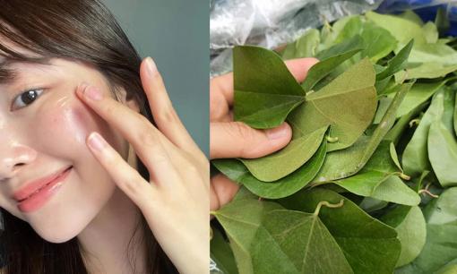 Loại lá rẻ bèo chị em chăm dùng giúp căng da, chống già 'vượt xa' collagen đắt đỏ