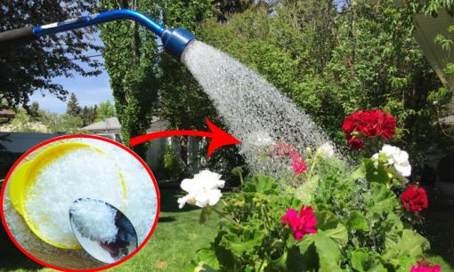 Dùng 2 loại gia vị trong nhà bếp hòa với nước tưới cho cây, cây nhà bạn sẽ rất xanh tốt, hoa nở 'tuôn như suối'