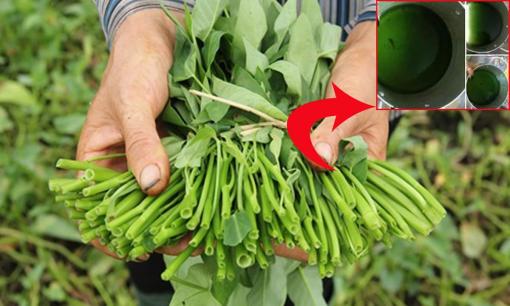 Nhận biết rau muống nhiễm chì, nhiễm thuốc trừ sâu nhờ cách đơn giản, bà nội trợ cần lưu ý
