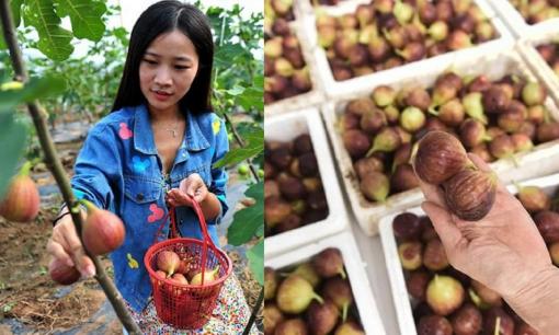 Khi mua sung nên chọn màu tím hay xanh? Ghi nhớ 3 điểm, sung mọng và ngọt thịt, đầy đặn