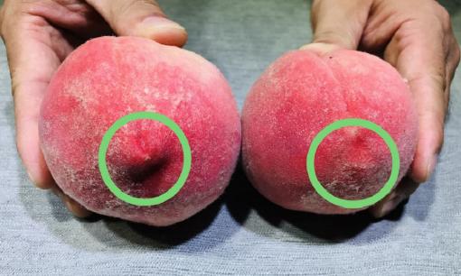 Đào có ngọt hay không, bạn có thể xem tại đây? Ghi nhớ mẹo sau đảm bảo đào mua về ăn vừa ngon vừa ngọt 