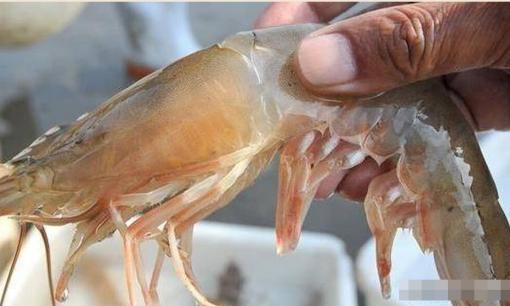 Cùng là tôm vậy tôm biển và tôm sông có gì khác nhau? Đại lý tôm 30 năm mách bạn, đừng mua nhầm 