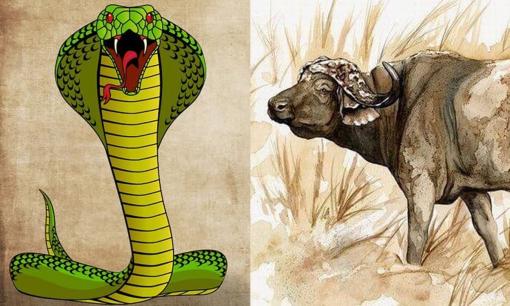 Tử vi 12 con giáp thứ 3 ngày 27/6/2023: Tuổi Tỵ gặp quý nhân, Sửu vướng sự cố bất ngờ