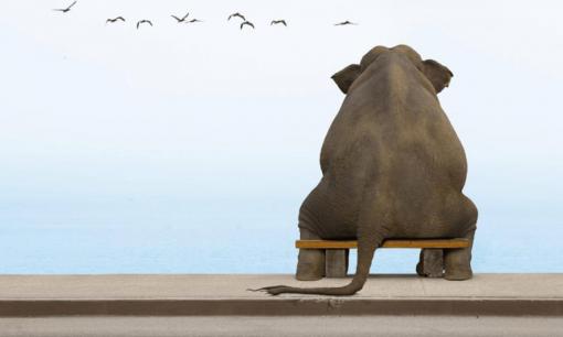 3 loài động vật thù dai nhất trên đời, nếu gặp phải thì tốt nhất đừng chọc giận chúng, nhớ nhé! 