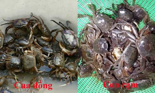 Con cua và con rạm khác nhau thế nào, loại nào ngon hơn? Cách phân biệt để tránh mua nhầm