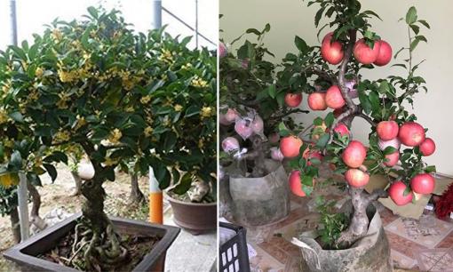Trồng 1 trong 5 'cây hộ thân' này như 'chôn vàng' trong vườn nhà, gia chủ sống bình yên, tiền tài ngày càng phát