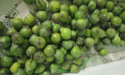 Loại quả chua từng mọc dại đầy đường giờ là đặc sản 'hiếm có khó tìm', giá đắt gấp 4 lần sấu 