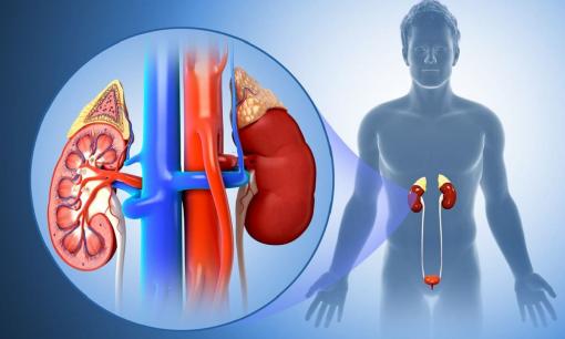 Tại sao chúng ta có hai quả thận trong khi có thể sống chỉ với một quả? Liệu còn một quả thận sẽ sống được bao lâu? 