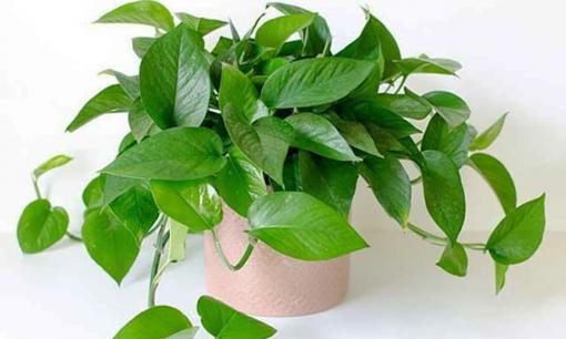 Người thuộc 2 tuổi này nên trồng cây trầu bà leo trong nhà, làm ăn ngày càng phát đạt, thuận lợi đường con cái