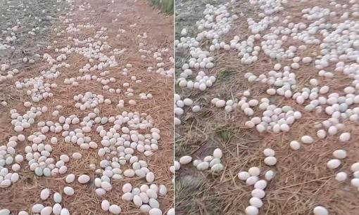 Quanh năm vợ không đụng vào một miếng trứng nào, được dịp về quê chồng mới biết rõ lý do 