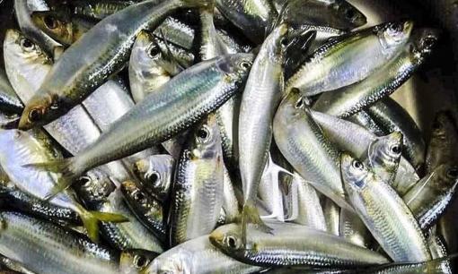 Ra chợ thấy loại cá này nên mua ngay vì bổ chẳng kém nhân sâm, tổ yến là bao, giá lại rẻ bèo