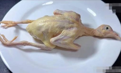 5 bộ phận này của chim bồ câu chứa nhiều độc tố nhất không được tùy tiện ăn bừa bãi