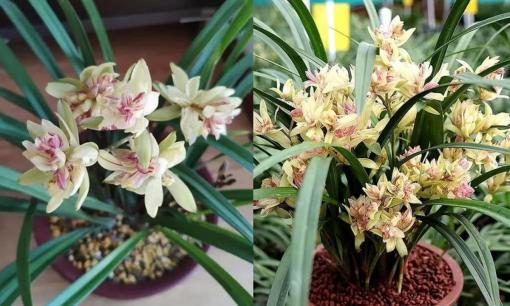 Loại lan này cần trồng trong chậu, hoa có hình dáng kỳ dị, mùi thơm hơn cả nước hoa, có thể nở hoa nhiều lần trong năm