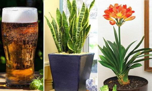 4 loài cây 'nghiện bia', tháng 'uống' 1-2 lần, lá mọc điên cuồng, xanh mướt bóng mượt, hoa bung rực rỡ