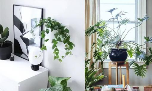 Nhắc nhở mọi người: Cẩn thận khi trồng hoa trong phòng ngủ, vui thì ít, hại thì nhiều