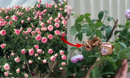 Chớ dại trồng 3 loại hoa này trong mùa hè, vừa tốn tiền, lại dễ nhiễm sâu bệnh