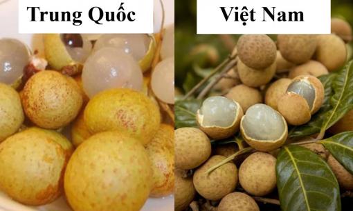 Nhãn bắt đầu vào mùa, mẹo chọn nhãn ngon ngọt, dày cùi và cách phân biệt nhãn lồng Hưng Yên hay nhãn Trung Quốc