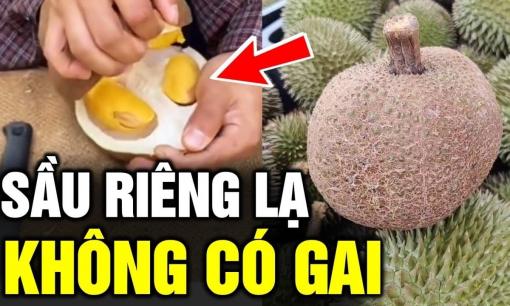 Kỳ lạ sầu riêng không gai, vỏ ngoài nhẵn như quả vải nhưng múi lại ngọt hơn sầu riêng bình thường