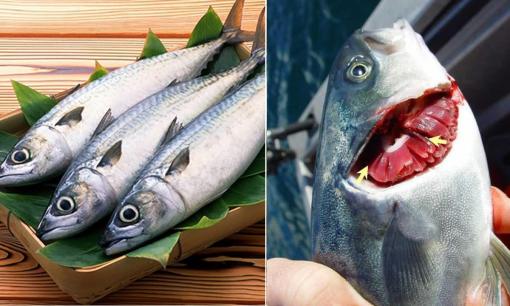 Mua cá đừng chọn con to, nhìn vào một điểm sẽ biết cá tươi ngon, không tẩm hóa chất