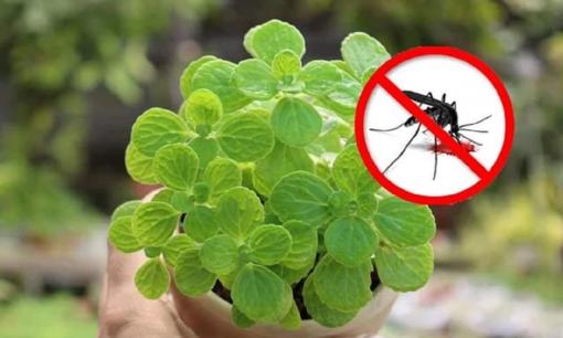 5 loại hoa và cây mà muỗi 'ghét cay ghét đắng', để vài chậu ở nhà, muỗi không dám bén mảng đến