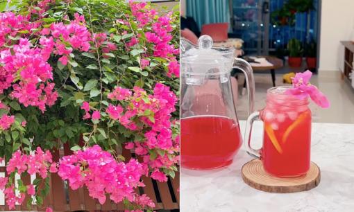 Hoa giấy có ăn được không? Tác dụng của hoa giấy ít người biết