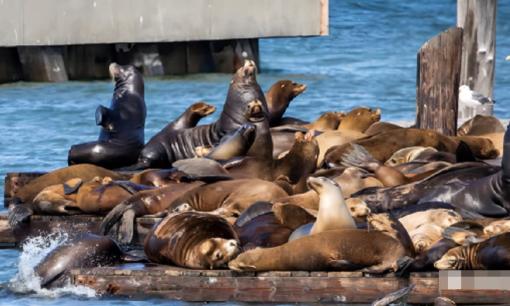 3 loài động vật tưởng chừng dễ thương, vô hại nhưng lại rất hung dữ! 99% chúng ta đã bị 'lừa bịp'