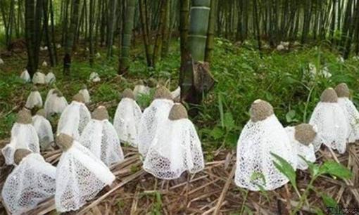 Loại nấm sống trên tre ký sinh, được gọi là 'Tiên nấm', có giá trị dinh dưỡng cao nhưng ít ai biết