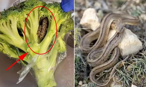 Mua túi rau từ siêu thị, người đàn ông không ngờ mang được nguyên một con rắn còn sống về nhà