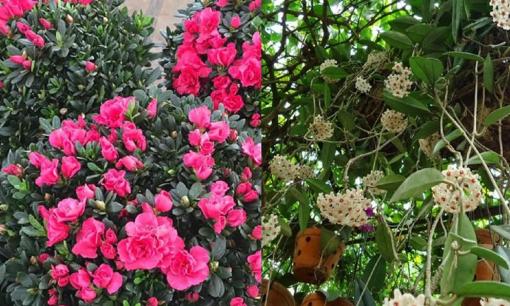 Đi chợ cây cảnh thấy 3 loại hoa này, rẻ đến mấy cũng đừng mua về, trồng mùa hè không sớm thì muộn 'chết chắc'