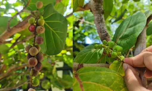 Việt Nam có một giống nho độc lạ, chỉ mọc ở vùng biển, rất nhiều người không biết đến và chưa từng được thử 