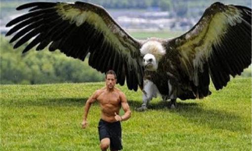 Loài chim hung ác nhất thế giới, ngay cả sư tử và hổ cũng sợ khi nhìn thấy nó, nó có thể được gọi là 'sát thủ' trên không! 