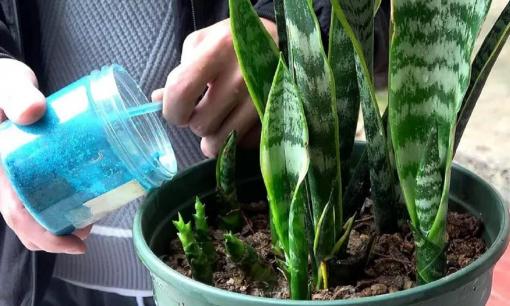 'Món ăn vặt khoái khẩu' của lưỡi hổ chỉ có 2 loại, dùng sớm và hoa nở sớm, tăng trưởng không ngừng