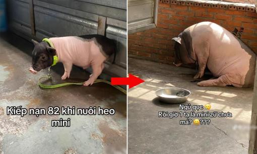 Mua heo cảnh về nuôi với lời giới thiệu chỉ nặng tối đa 3kg, chàng trai 'khóc mếu' khi giờ đây thú cưng nặng cả tạ