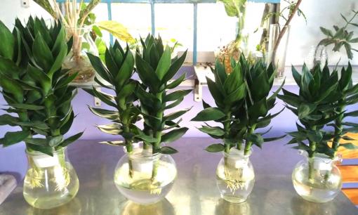 Người mệnh này nên trồng cây phát tài búp sen, 'đỏ' cả tiền bạc lẫn tình duyên