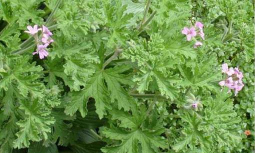 Trồng cây gì có thể đuổi muỗi?