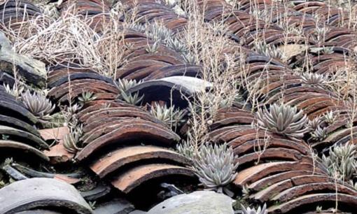 Một loại cỏ dại “hiếm gặp” nhưng lại mọc trên “mái nhà” mang tên “hoa ngói” và rất ngoan cường!