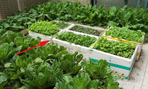 Rộ trào lưu trồng rau trong thùng xốp, đặc biệt ở thành phố, liệu có an toàn?